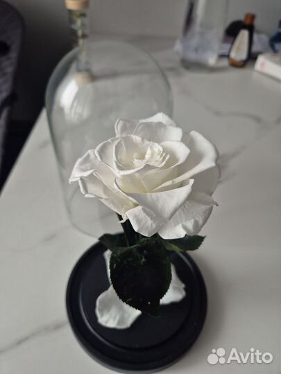 Вечная роза в колбе