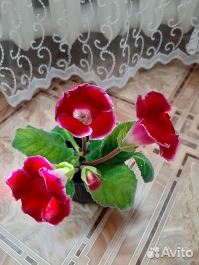 Глоксиния цветущая