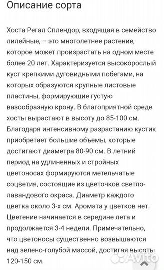 Хоста Регал Сплендор