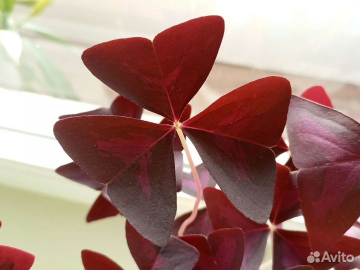 Кислица оксалис. Комнатное растение