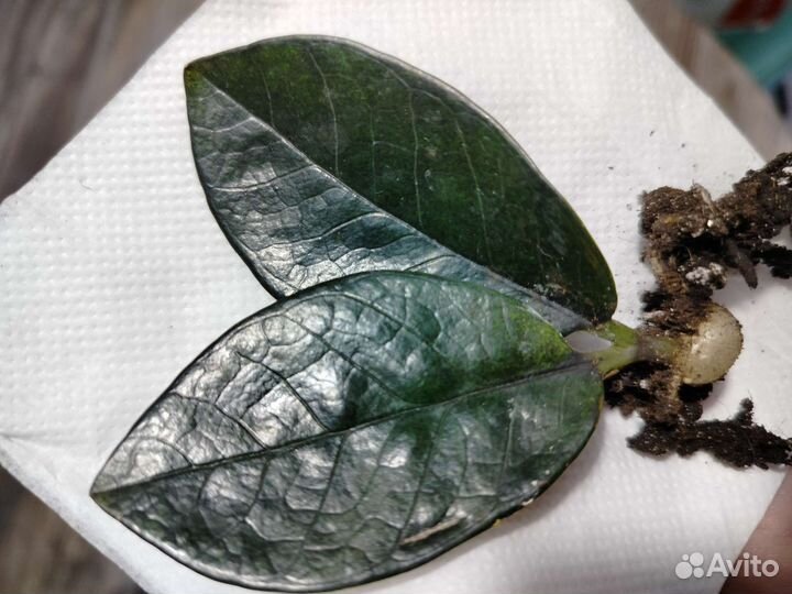 Замиокулькас Равен