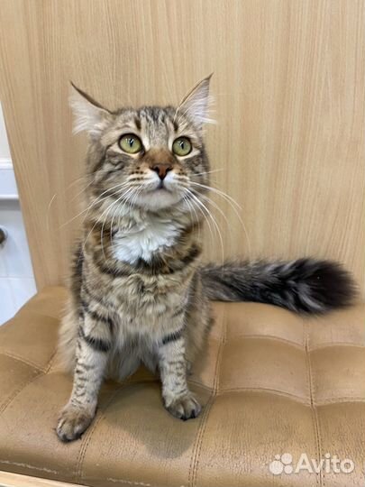 Кошки в добрые руки