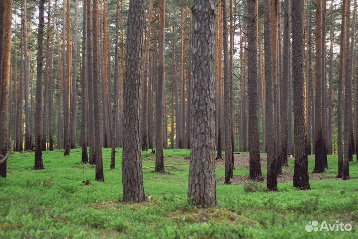 Отвод, таксация лесосек
