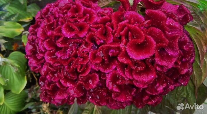 Целозия. Семена цветов