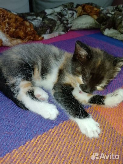 Отдам в хорошие руки котенка (кошка)