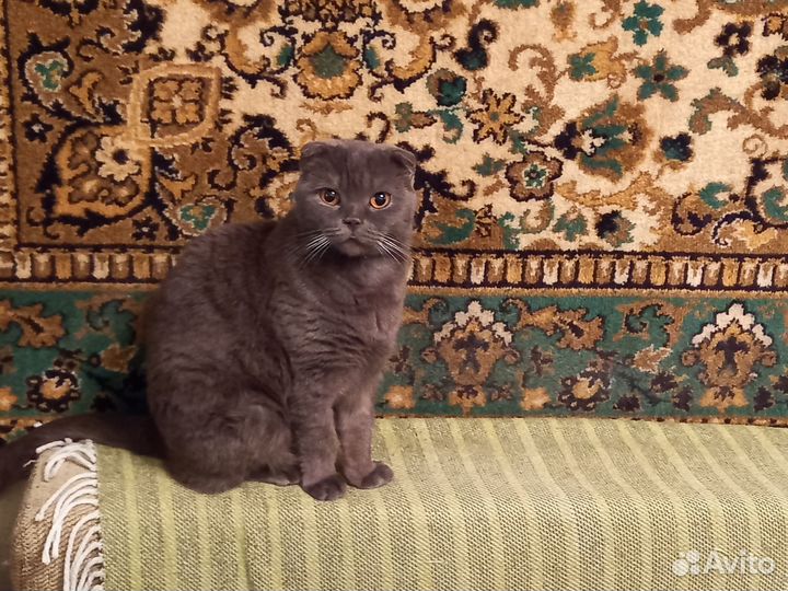 Шотландская вислоухая кошка