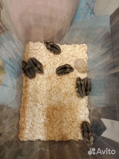 Хомячки джунгарики