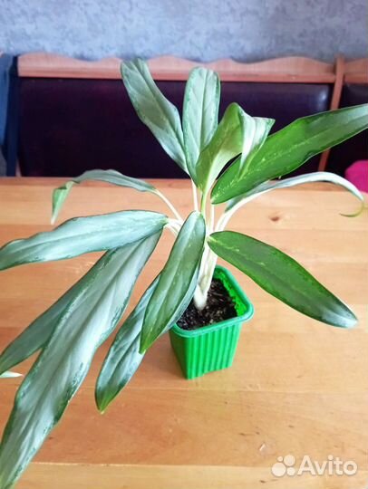 Комнатные цветы