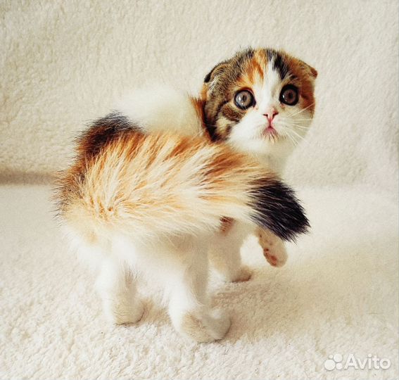 Кошечка черепашка