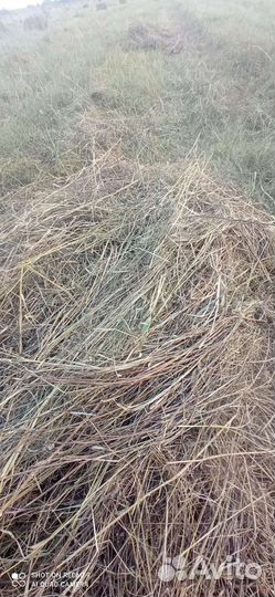 Сено луговое