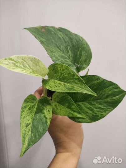 Сциндаптусы, эпипремиумы