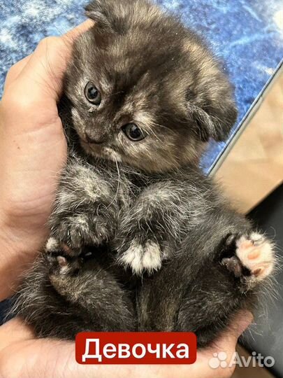 Шотландская вислоухая кошка бесплатно