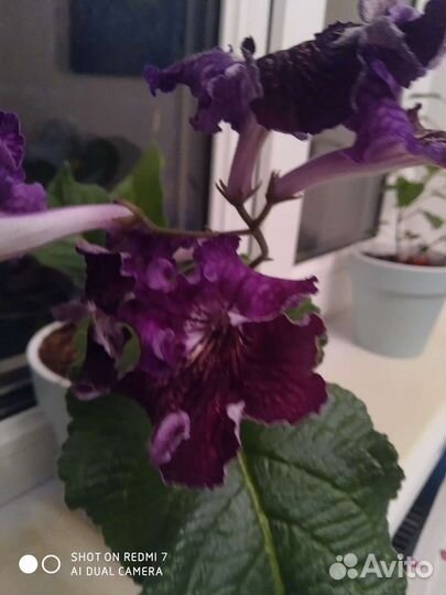 Стрептокарпусы, детки