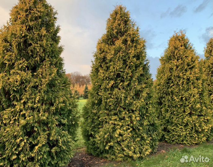 Туя голд санкист