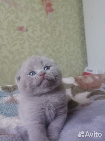 Шотландские вислоухие