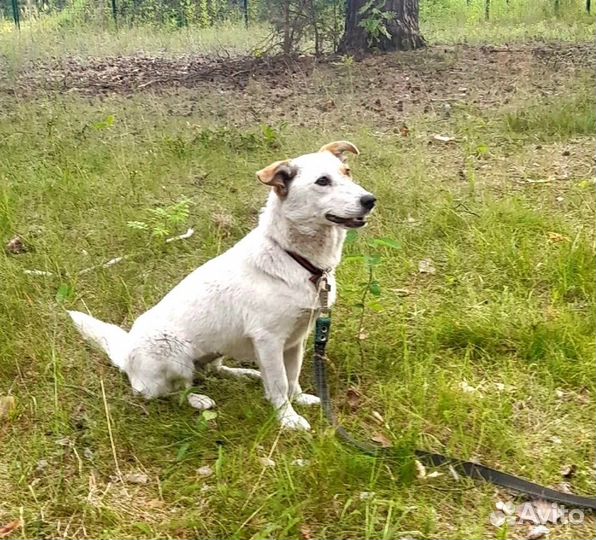 Собака в приюте