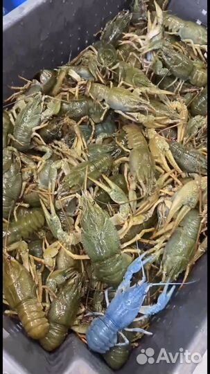 Живые раки оптом