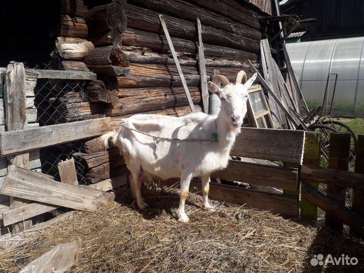 Козы и козлята продажа