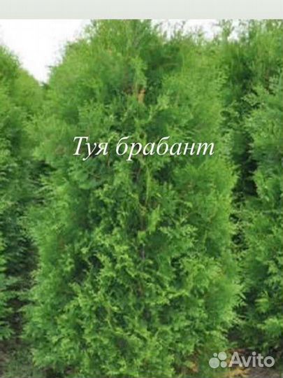 Туя книжка, ива никиши, можжвельник