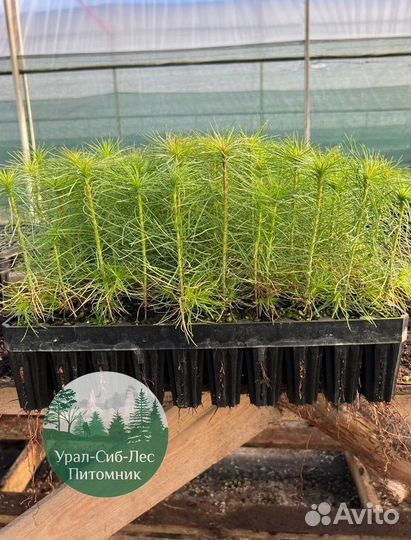 Зкс и окс Сосна Ель Лиственница сеянцы Голуб горн