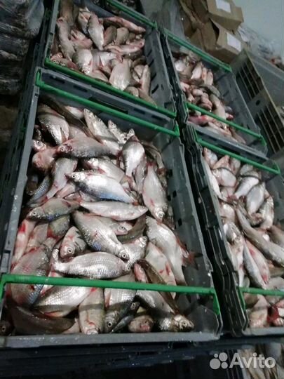 Рыба Тарань, Рыбец азовский свежемороженый