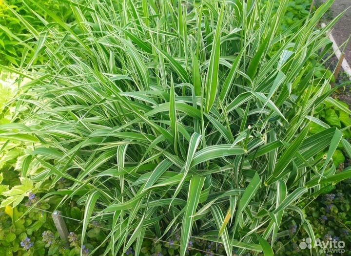 Многолетники садовые