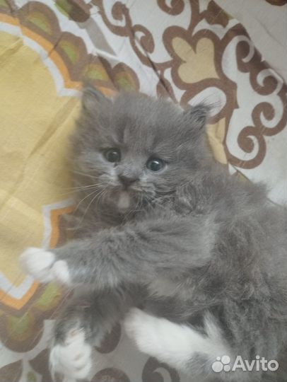 Отдам в добрые руки