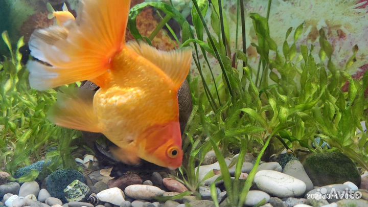 Золотая рыбка