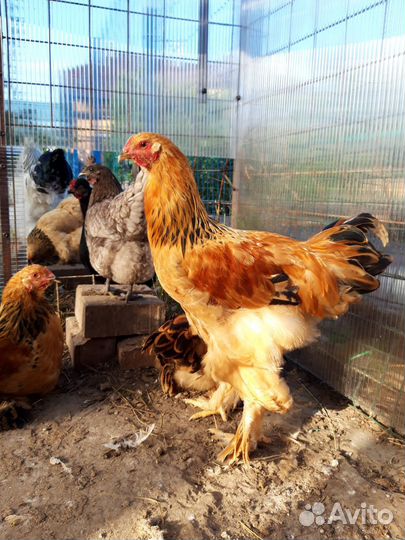 Брама петухи(природные)крупные