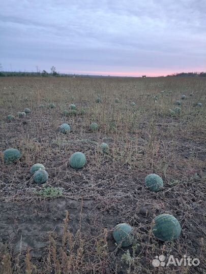 Арбуз (холодок)