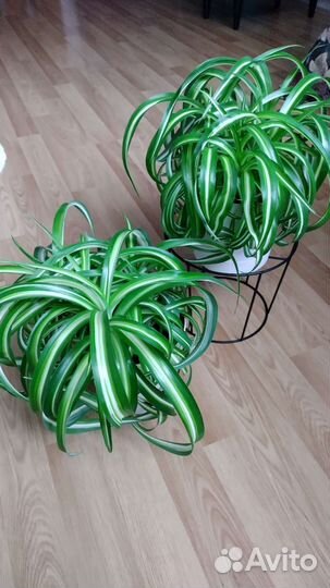 Хлорофитум кудрявый Бонни