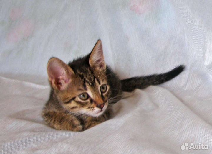 Котята отдам бесплатно