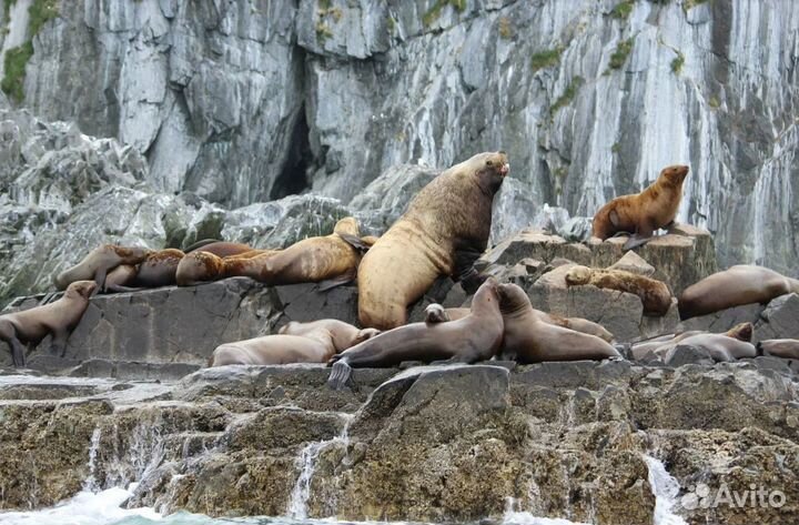 Камчатка тур экспедиция от 5 до 9 дн