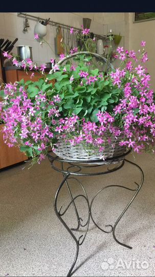 Кислица.Оксалис