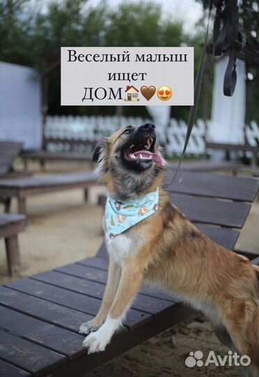 Щенок в добрые руки