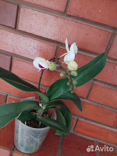 Орхидея фаленопсис