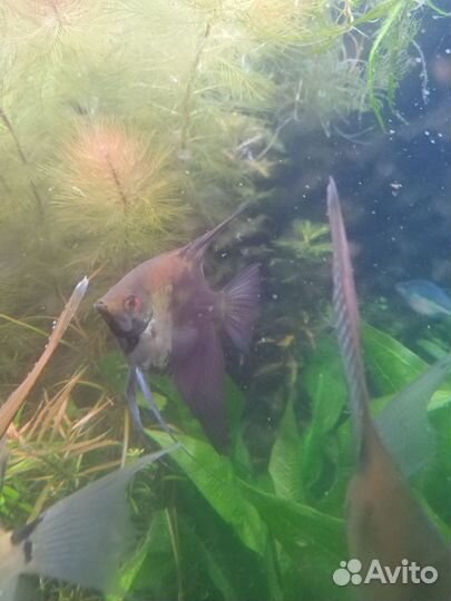 Аквариумные рыбки