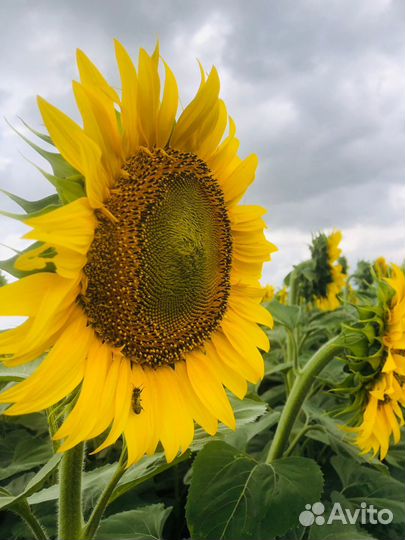 Семена масличного подсолнечника агроплазма