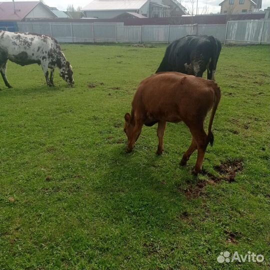 Телка айширская, джерси,козел, порсята