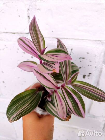 Традесканция Pink Furry