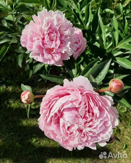 Пионы для букета