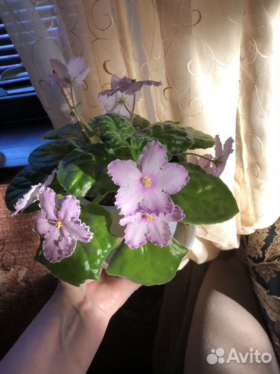 Фиалка в горшках