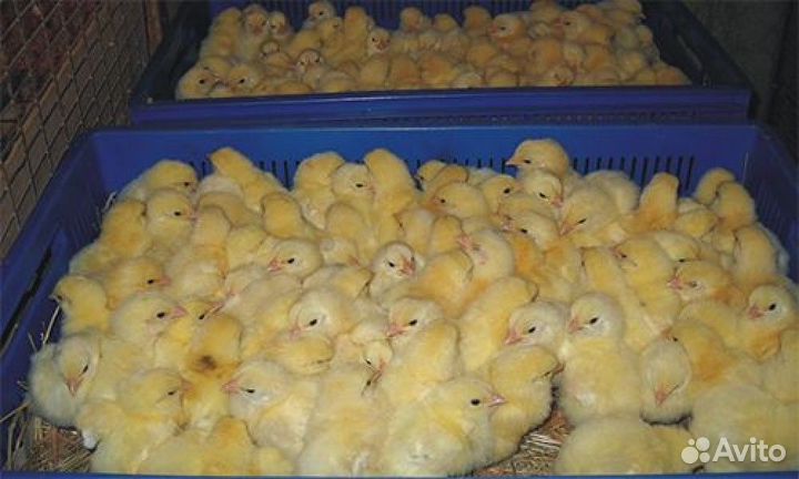 Цыплята суточные на корм