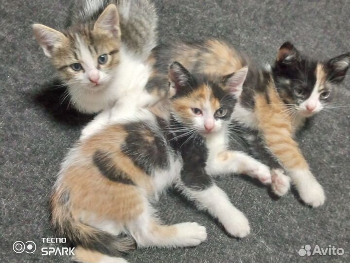 Котята в добрые руки