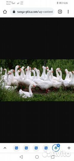 Гуси утки мясом и живым весом