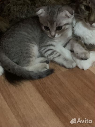 Вислоухая девочка,в добрые руки