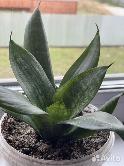 Сансевиерия ханни грин