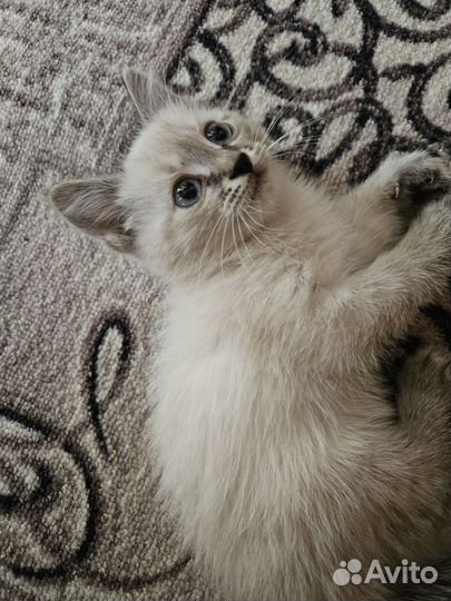 Сиамские котята мальчики