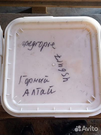 Мед алтайский