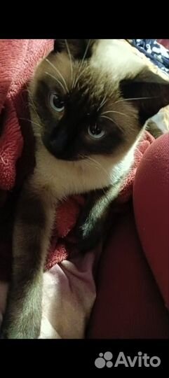 Отдам кота в добрые руки